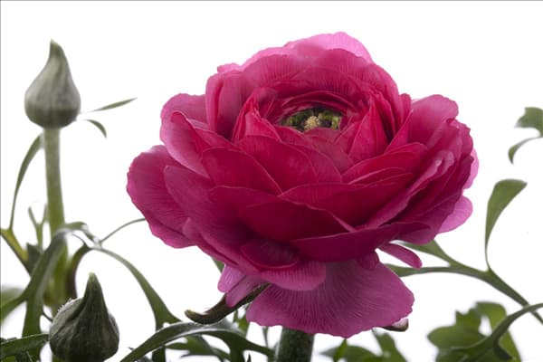 Ranunculus asiaticus