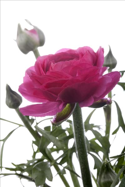 Ranunculus asiaticus