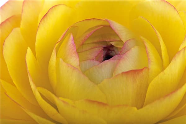 Ranunculus asiaticus