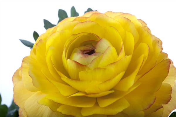 Ranunculus asiaticus