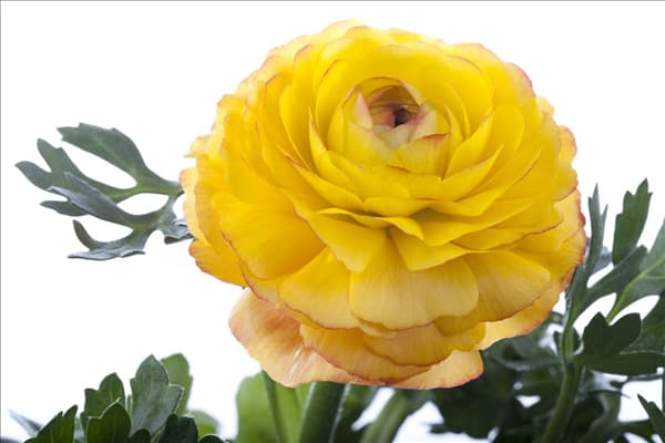 Ranunculus asiaticus
