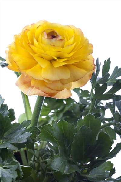 Ranunculus asiaticus