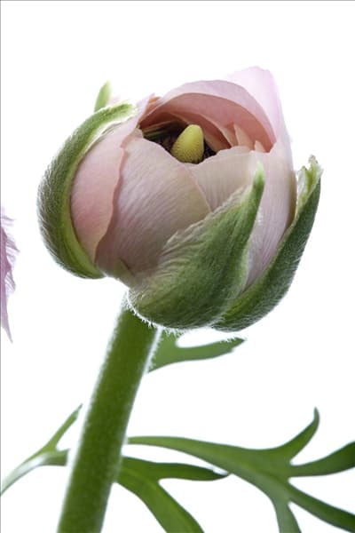 Ranunculus asiaticus