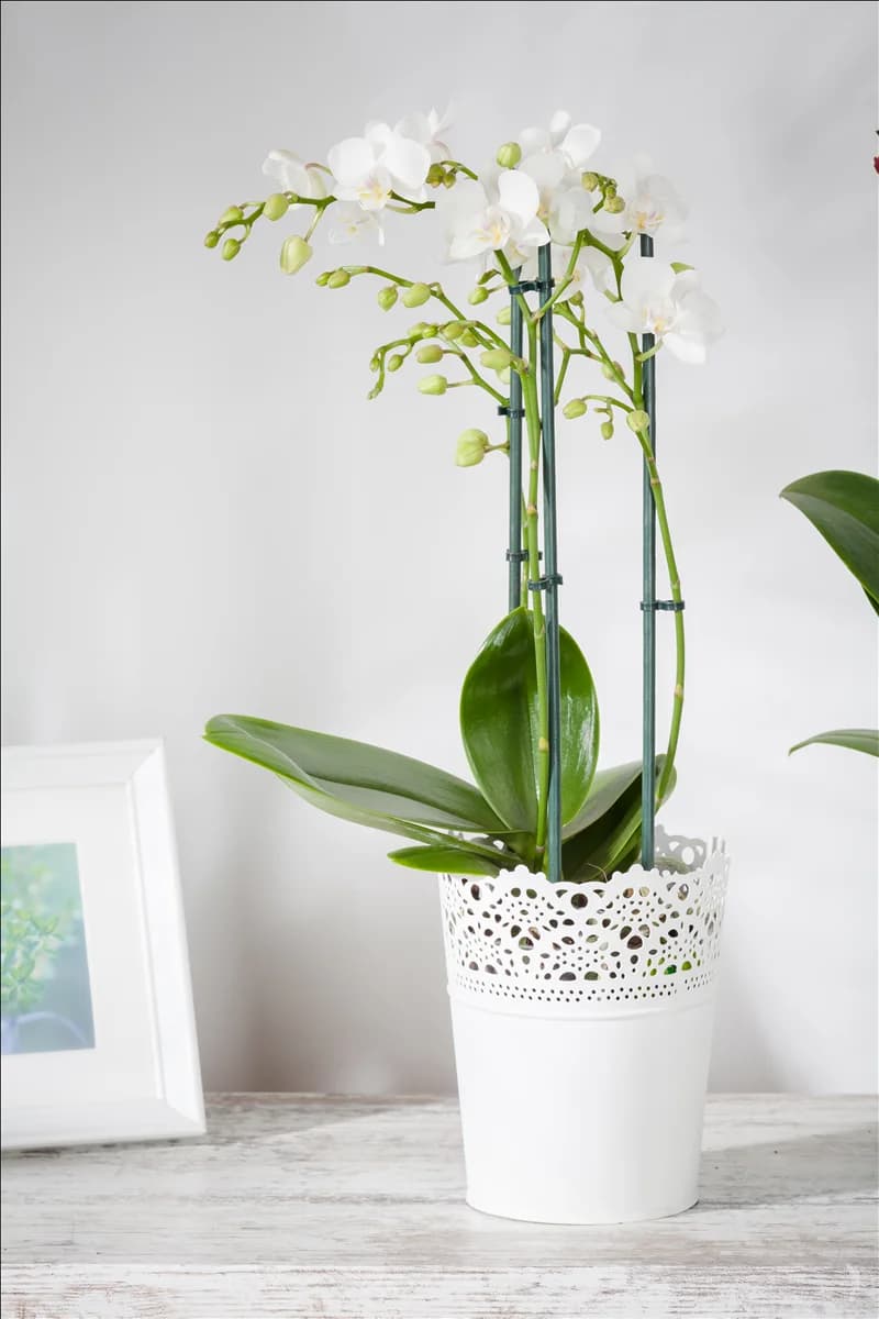 Phalaenopsis, weiß