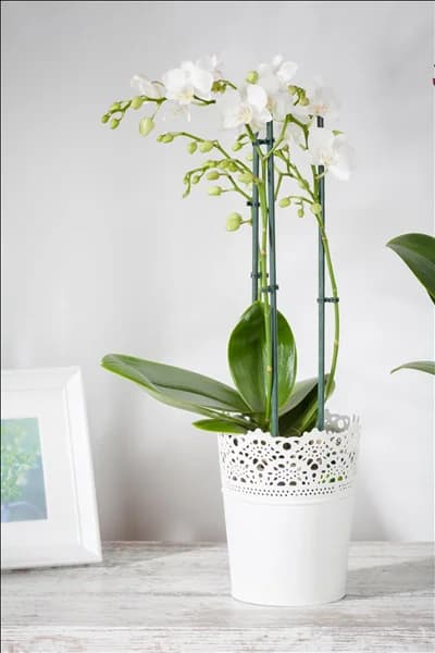 Phalaenopsis, weiß