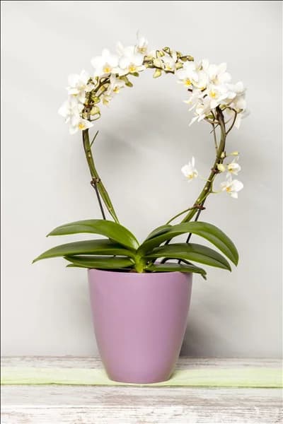 Phalaenopsis, weiß