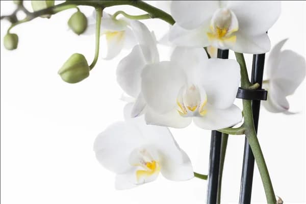 Phalaenopsis, weiß