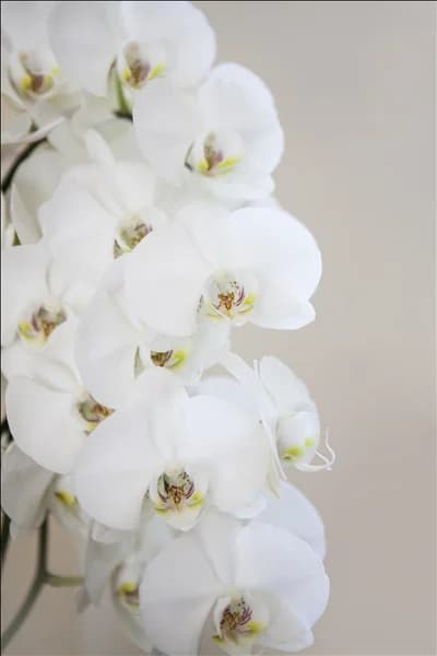 Phalaenopsis, weiß