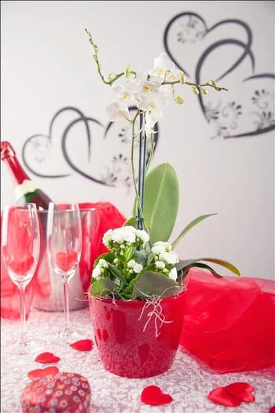 Phalaenopsis, weiß