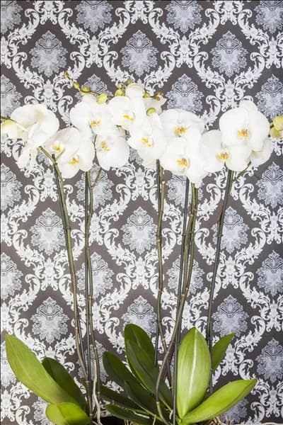 Phalaenopsis, weiß