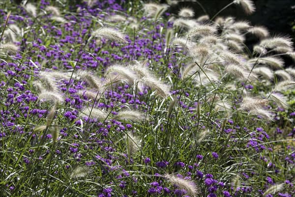 Pennisetum alopecuroides