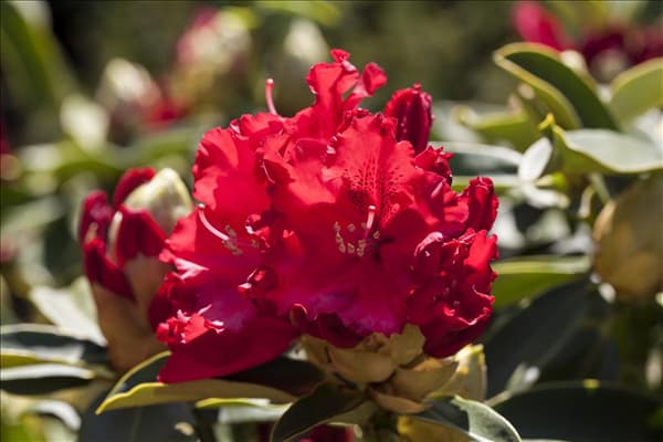 Rhododendron 'Wilgen´s Ruby'
