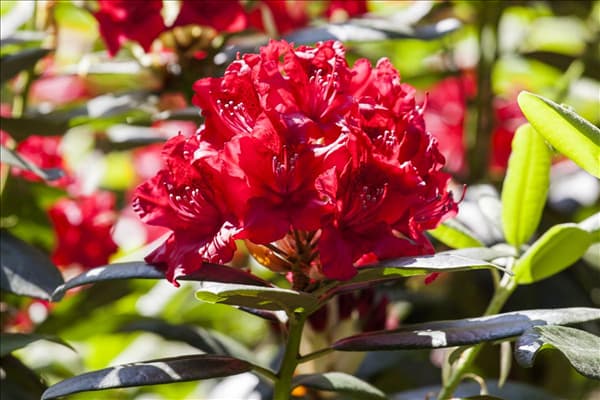 Rhododendron 'Wilgen´s Ruby'