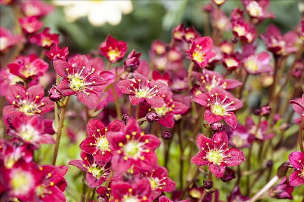 Saxifraga x arendsii, rot