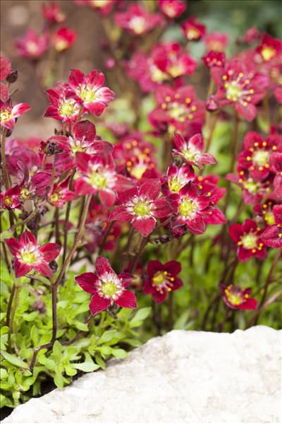 Saxifraga x arendsii, rot