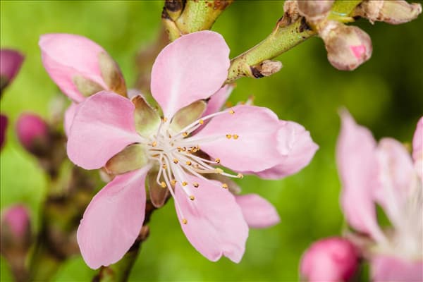 Prunus dulcis