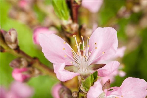 Prunus dulcis