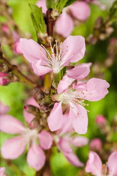 Prunus dulcis