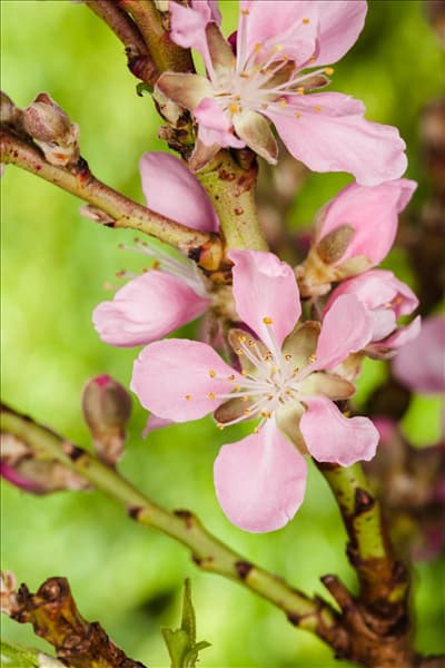 Prunus dulcis