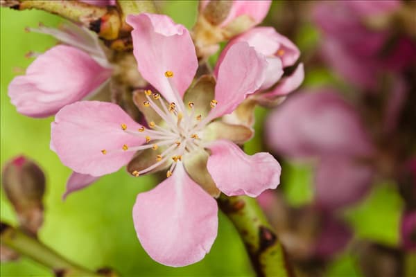 Prunus dulcis