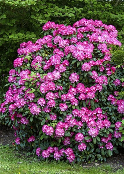 Rhododendron yakushimanum 'Anuschka'
