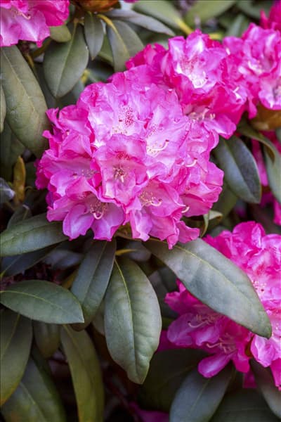Rhododendron yakushimanum 'Anuschka'