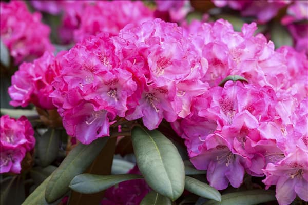 Rhododendron yakushimanum 'Anuschka'