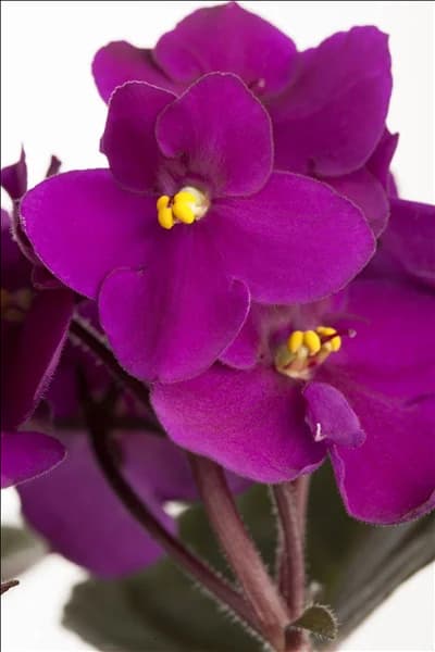 Saintpaulia ionantha