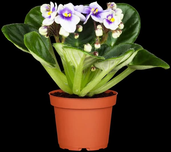 Saintpaulia ionantha