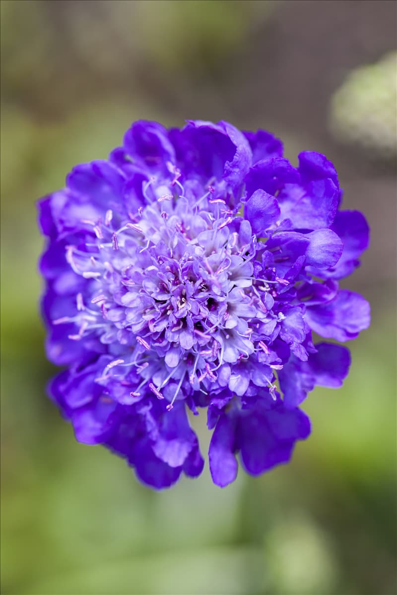 Scabiosa columbaria