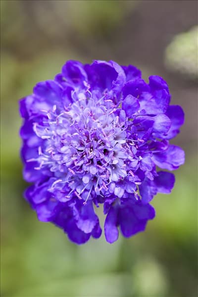 Scabiosa columbaria