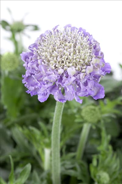 Scabiosa columbaria