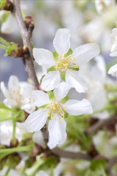 Prunus incisa 'Kojou-no-mai'