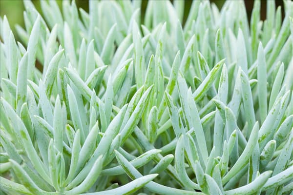 Senecio barbertonicus 'Kilimanjaro'