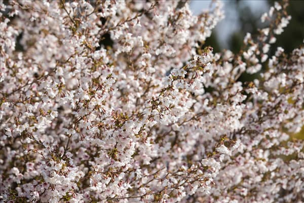 Prunus incisa 'Kojou-no-mai'
