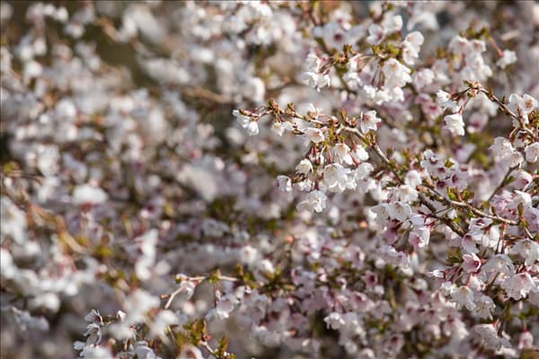 Prunus incisa 'Kojou-no-mai'