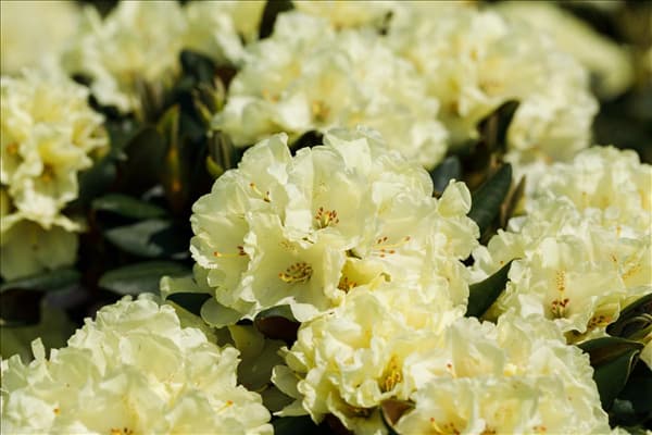 Rhododendron yakushimanum 'Millenium Gold'
