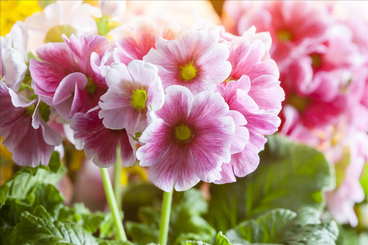 Primula elatior