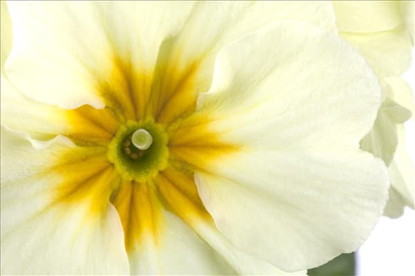 Primula elatior