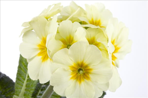 Primula elatior