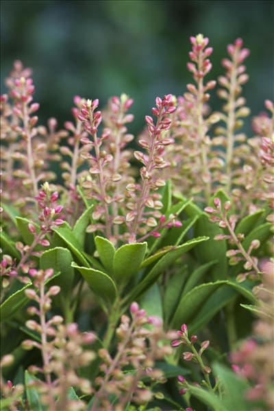 Pieris japonica 'Purity'