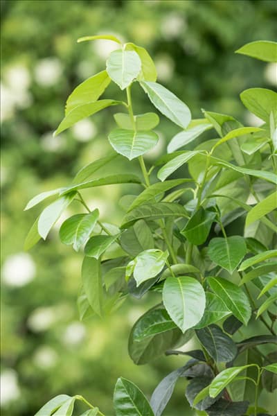 Prunus laurocerasus 'Etna'®