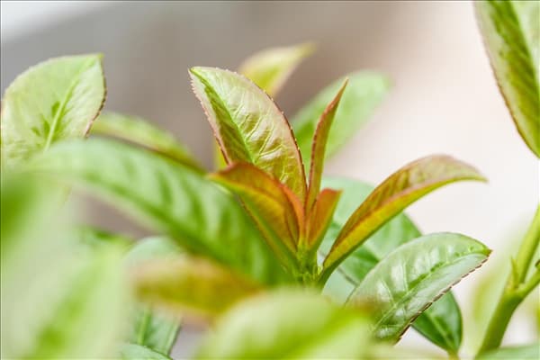 Prunus laurocerasus 'Etna'®