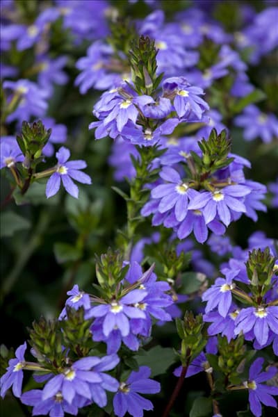 Scaevola saligna