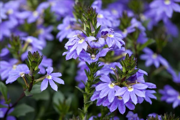 Scaevola saligna