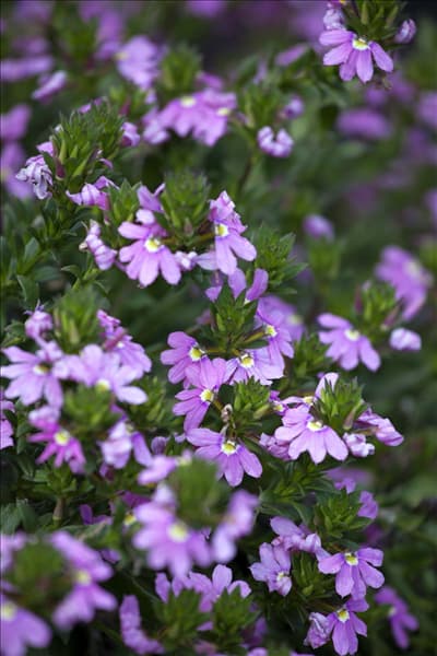Scaevola saligna