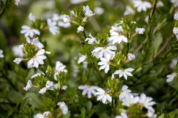 Scaevola saligna
