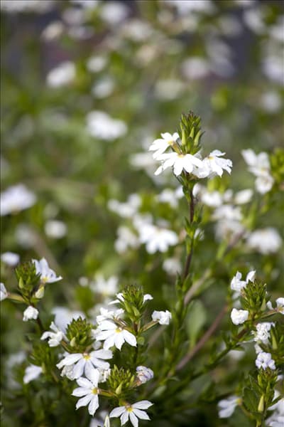 Scaevola saligna
