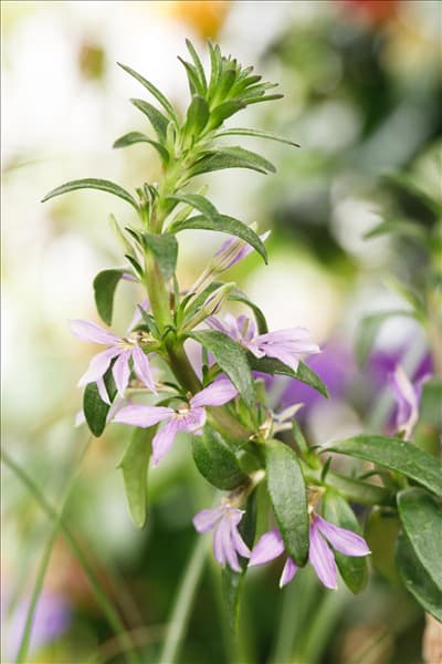 Scaevola aemula