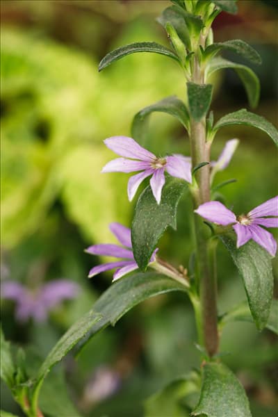 Scaevola aemula